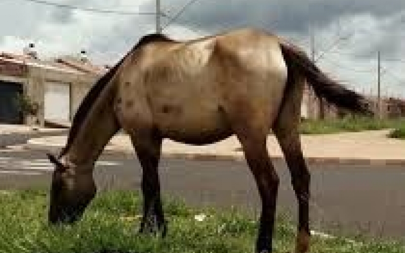  Prefeitura de Mariluz, fará a apreensão de cavalos e éguas que estiverem soltos em vias Públicas